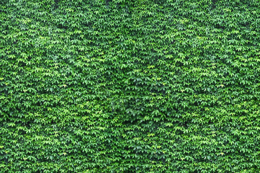 Wall of Green Ivy Wallpaper Mural