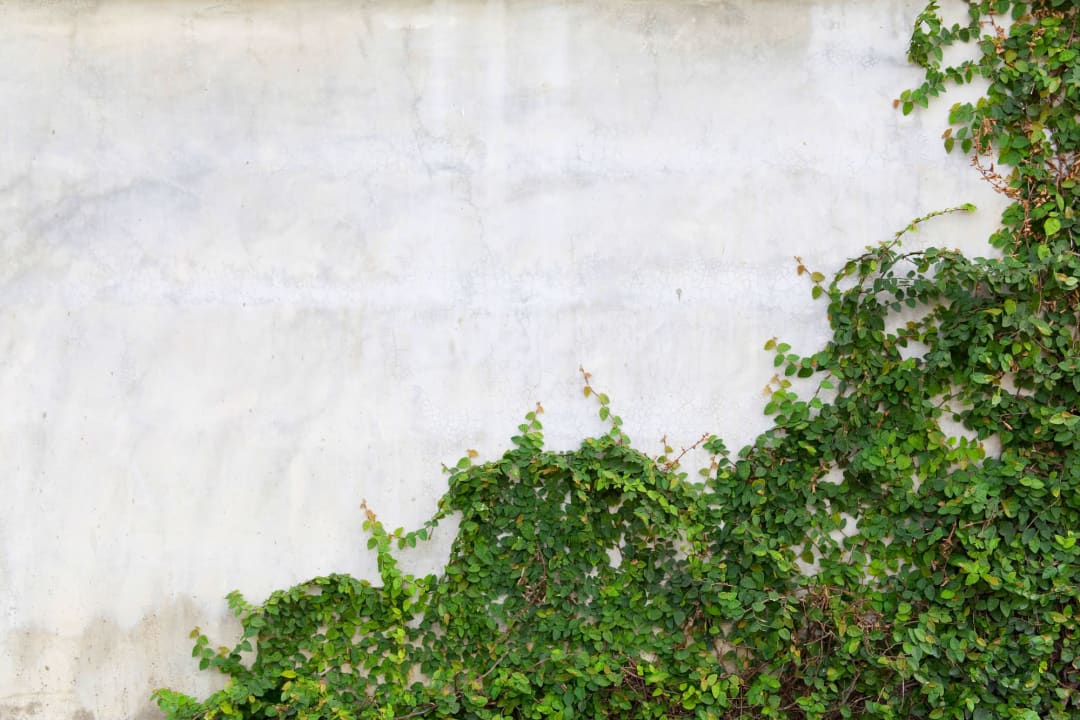 Ivy Covered Wallpaper Mural