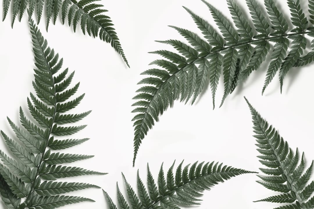 Fotografisk ekte bregneplante moderne fototapet
