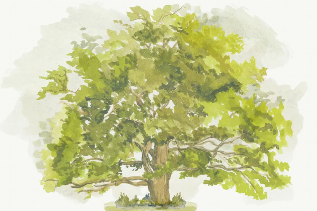 Mural Árbol a la Acuarela