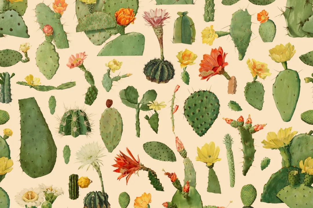 Green Cactus Succulent Pattern Wallpaper Mural