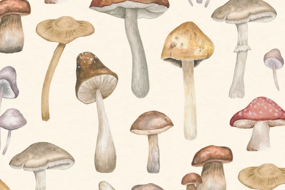 Painted Mushroom Repeat Pattern Wallpaper