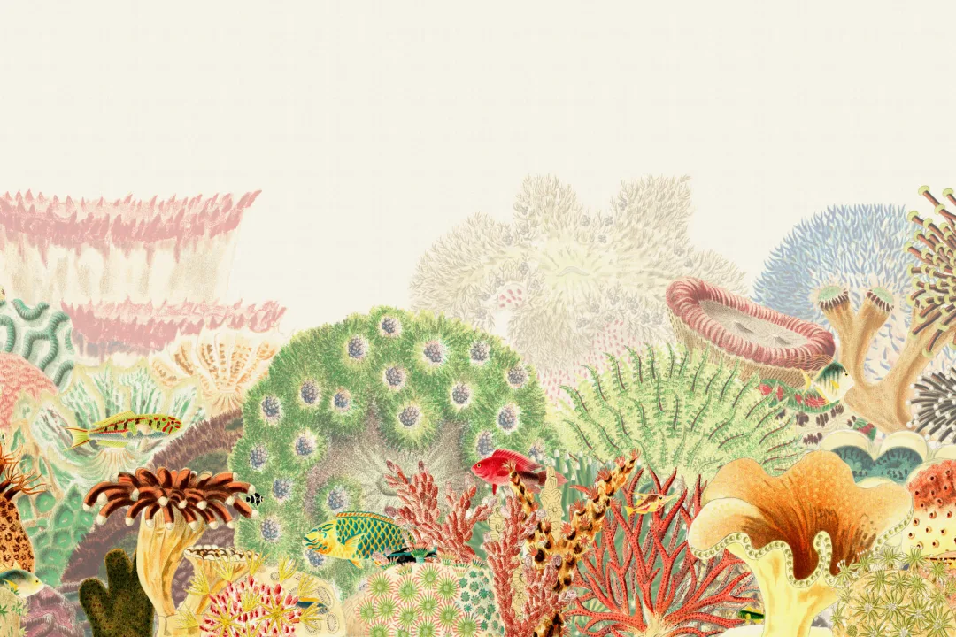 Fargerike vintage illustrasjoner Coral Reef fototapet
