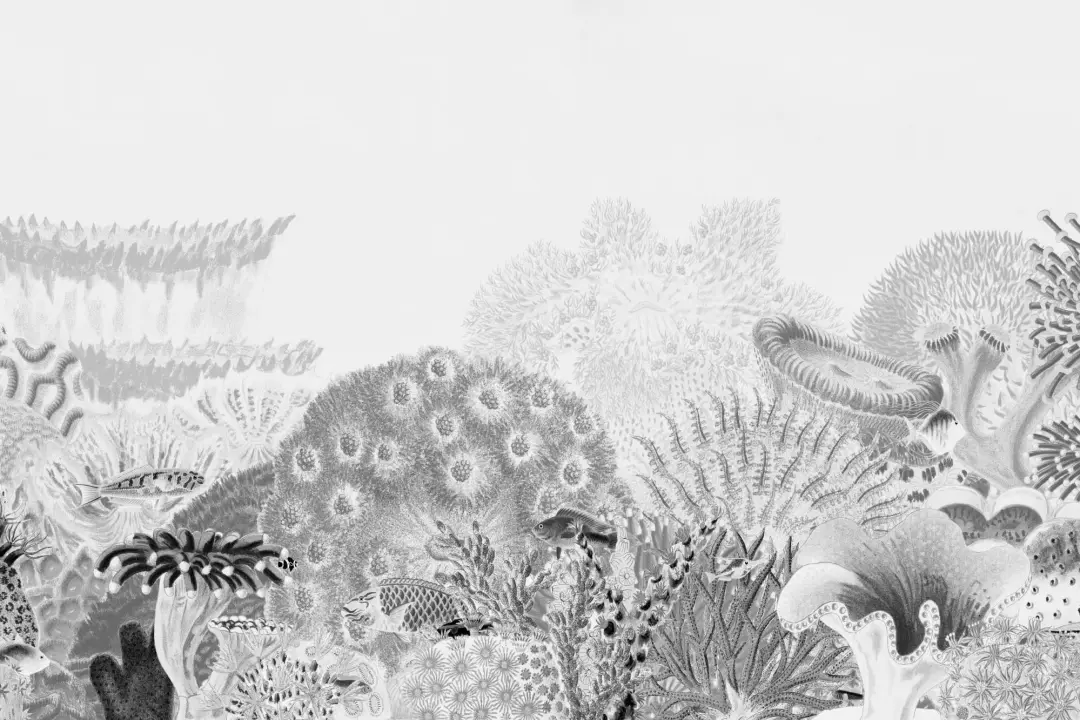 Mural Gris Ilustraciones Vintage Arrecife de Coral