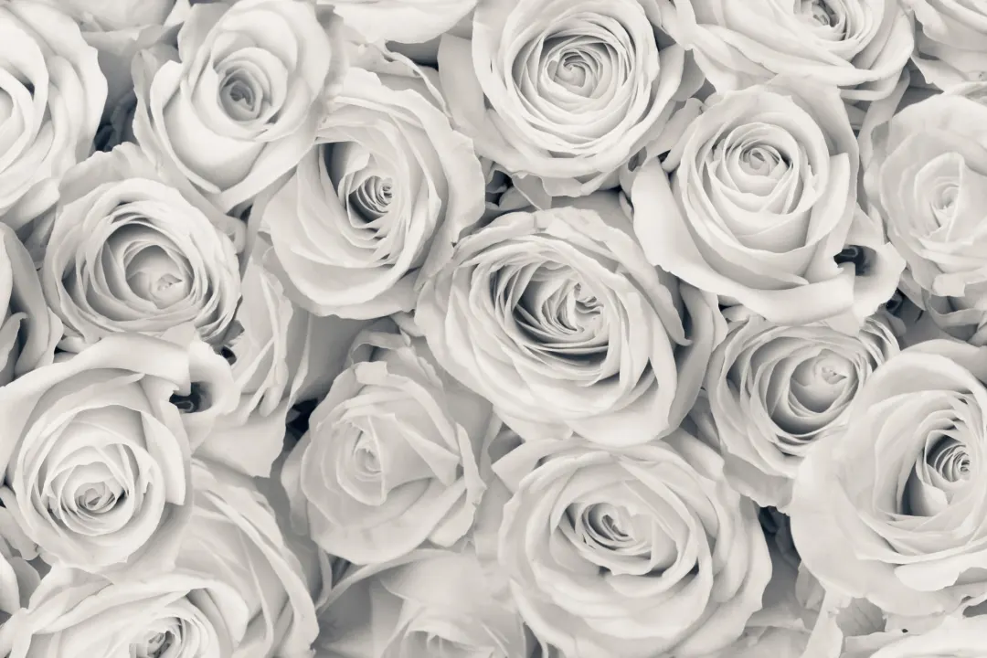 Rose Mist Wallpaper Mural