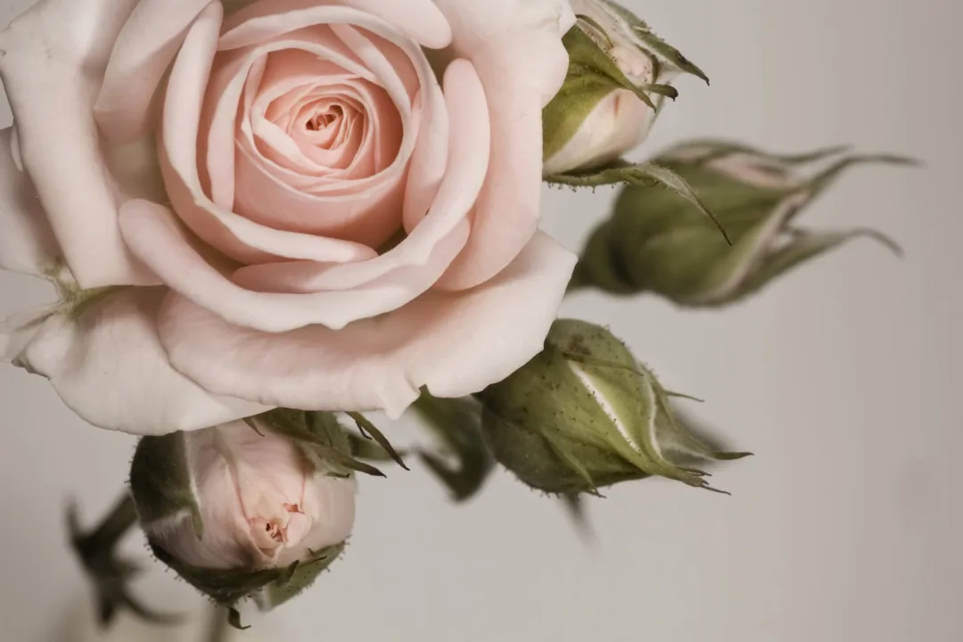 Carta da Parati Fotografica con Rosa Grande e Petali Color Cipria