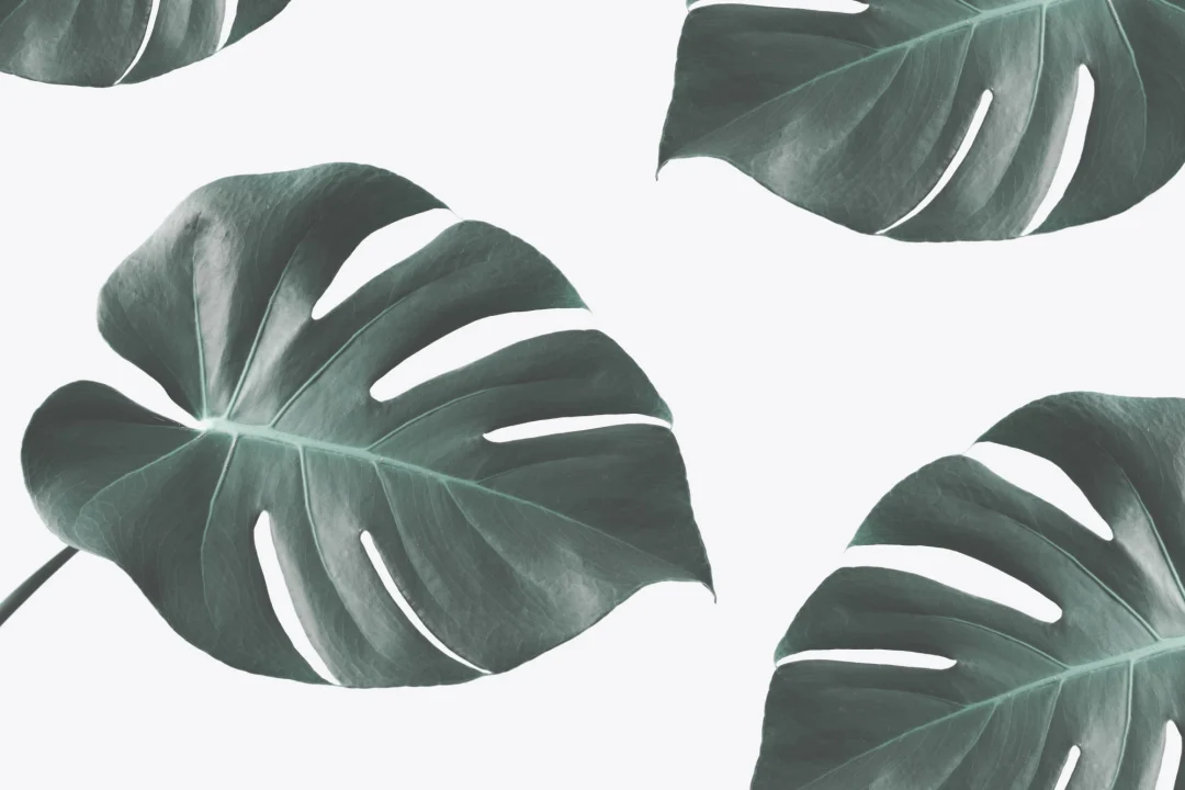 Photographic Monstera Wallpaper Mural