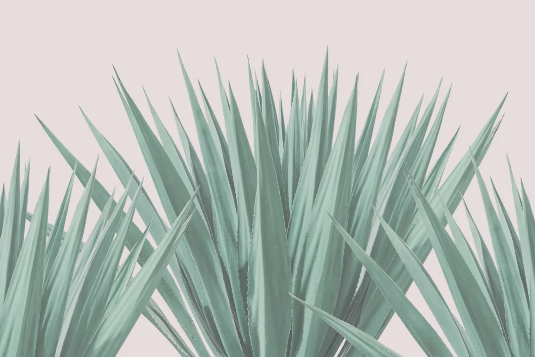 Agave Plant Wallpaper Mural
