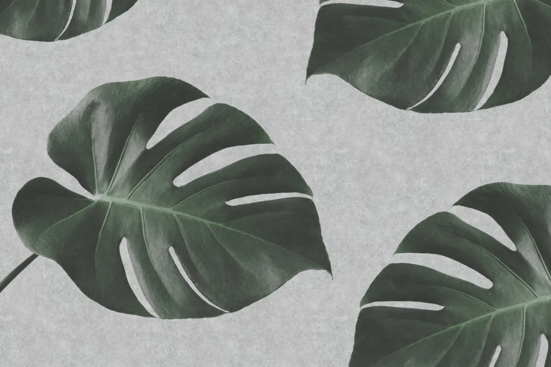 Biofile Monstera Leaf industrielle tapeter