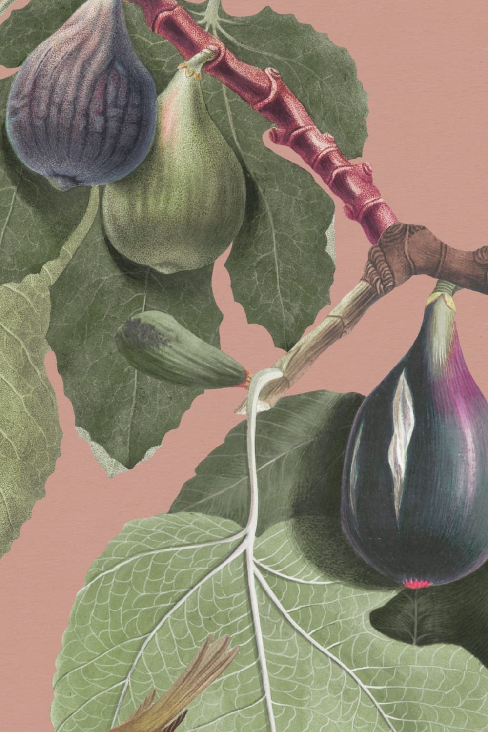 Vintage Fig Plant Botanical Illustration Wall Mural on Pink Background