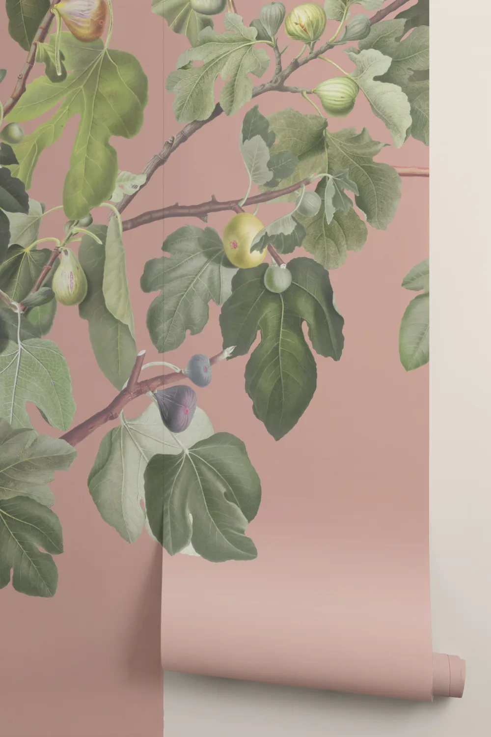 Vintage Fig Plant Botanical Illustration Wall Mural on Pink Background