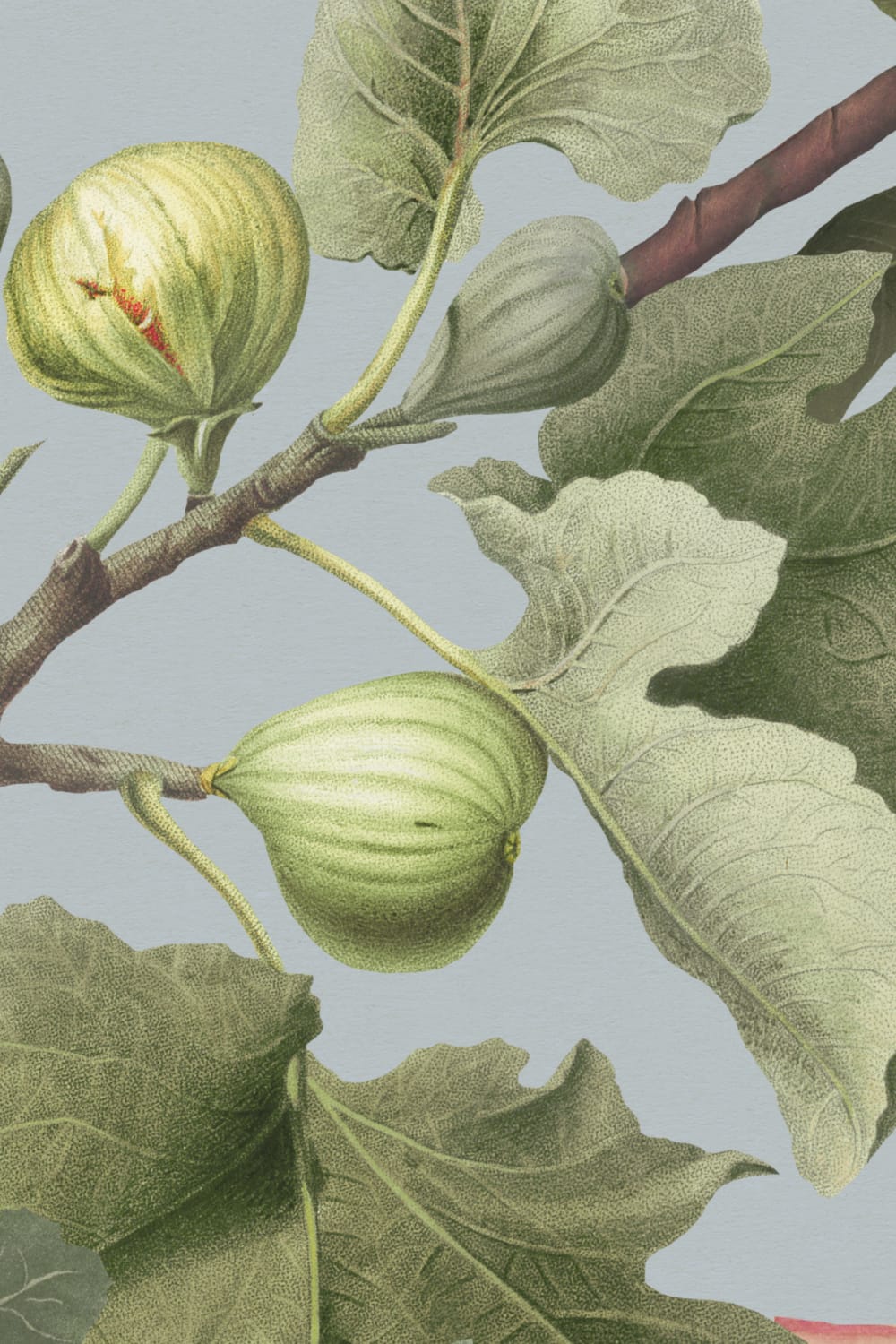 Carta da parati con illustrazione botanica di fico vintage su sfondo blu