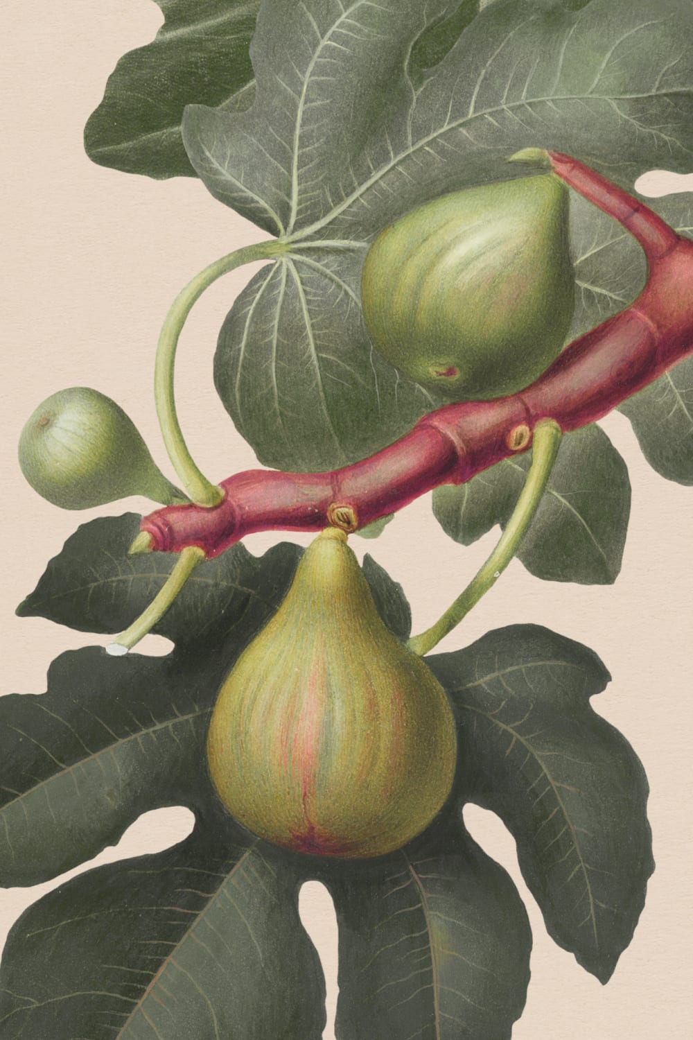 Vintage Fig Plant Botanical Illustration Wall Mural on Neutral Beige Background