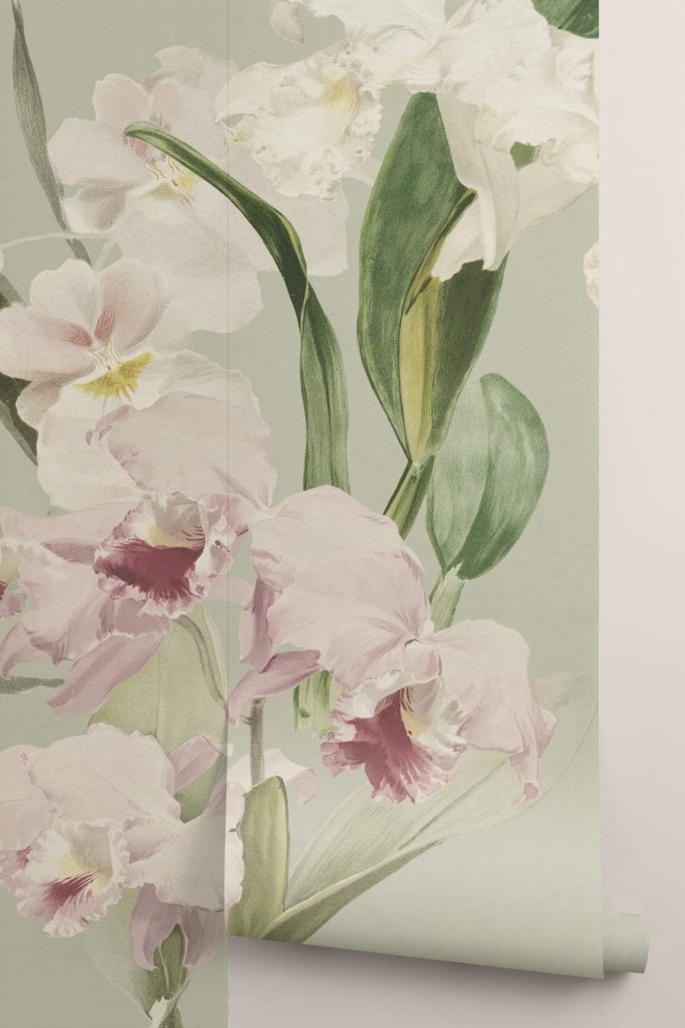 Orchid Elegance