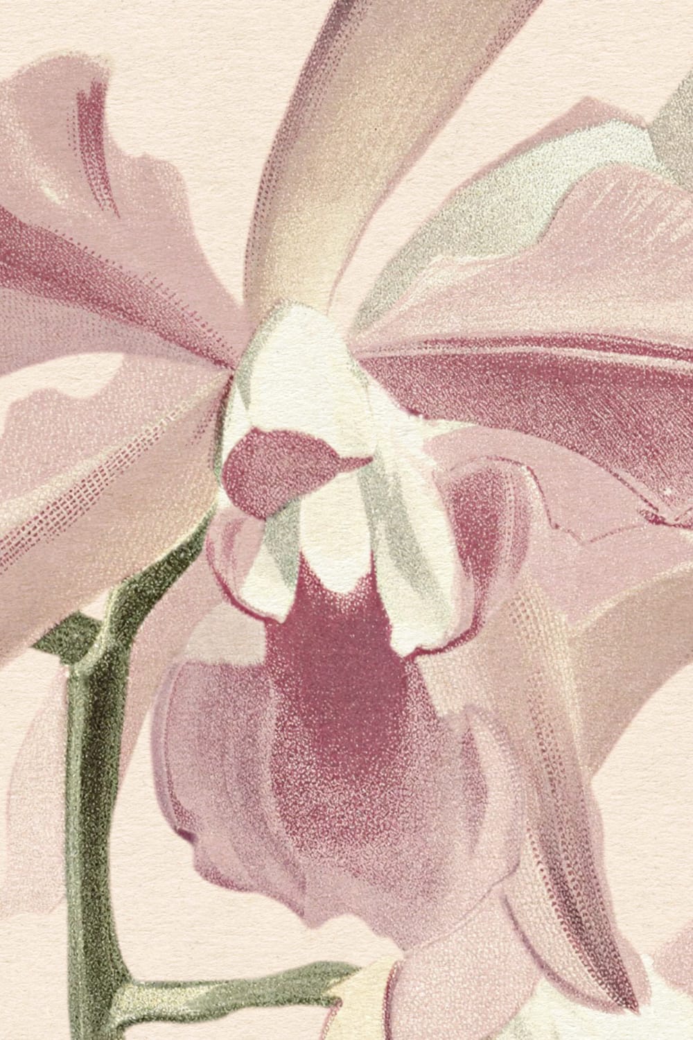 Orchideen-Oase