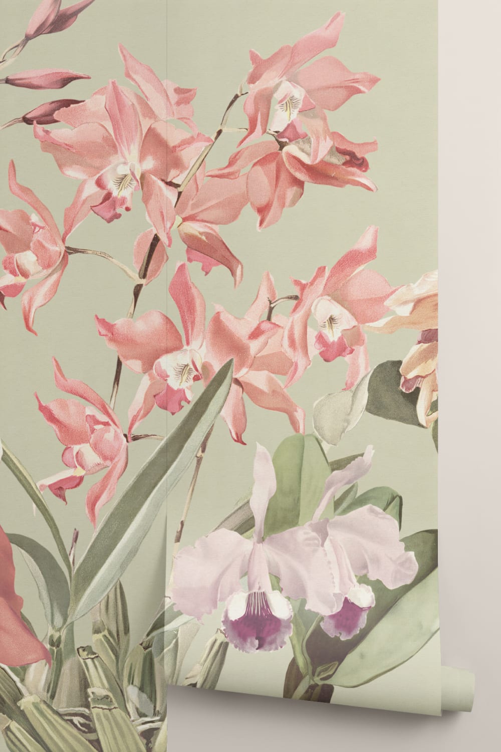 Eleganckie orchidee