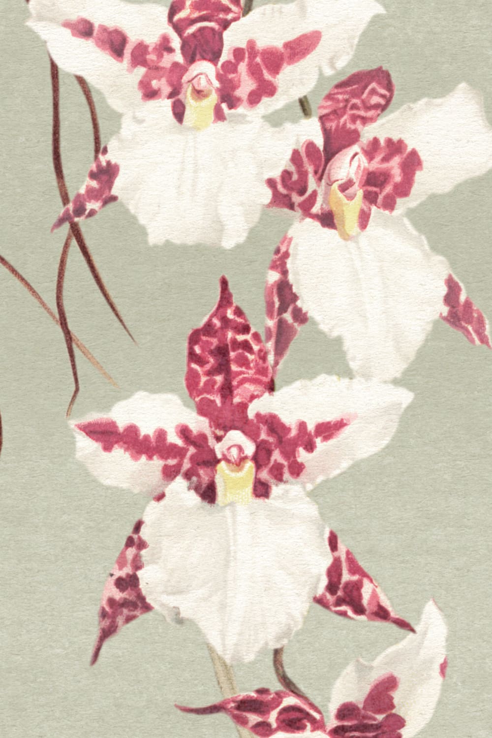 Green Orchid Botanical Floral Multicolor Wall Mural