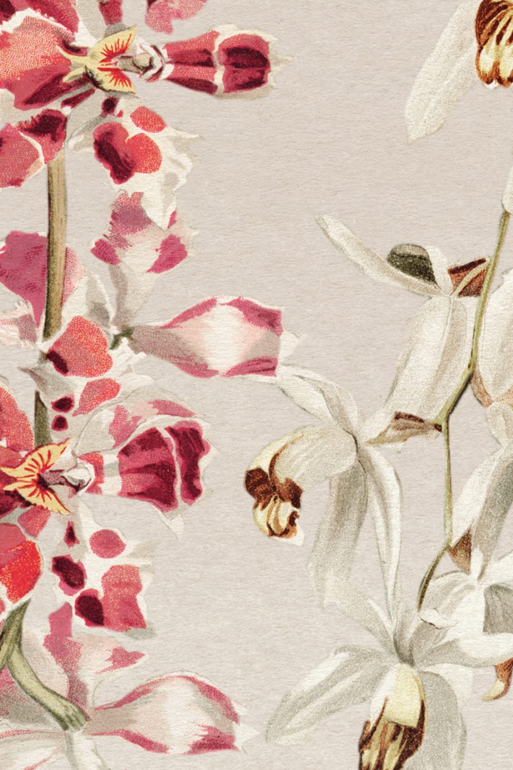Eleganckie orchidee