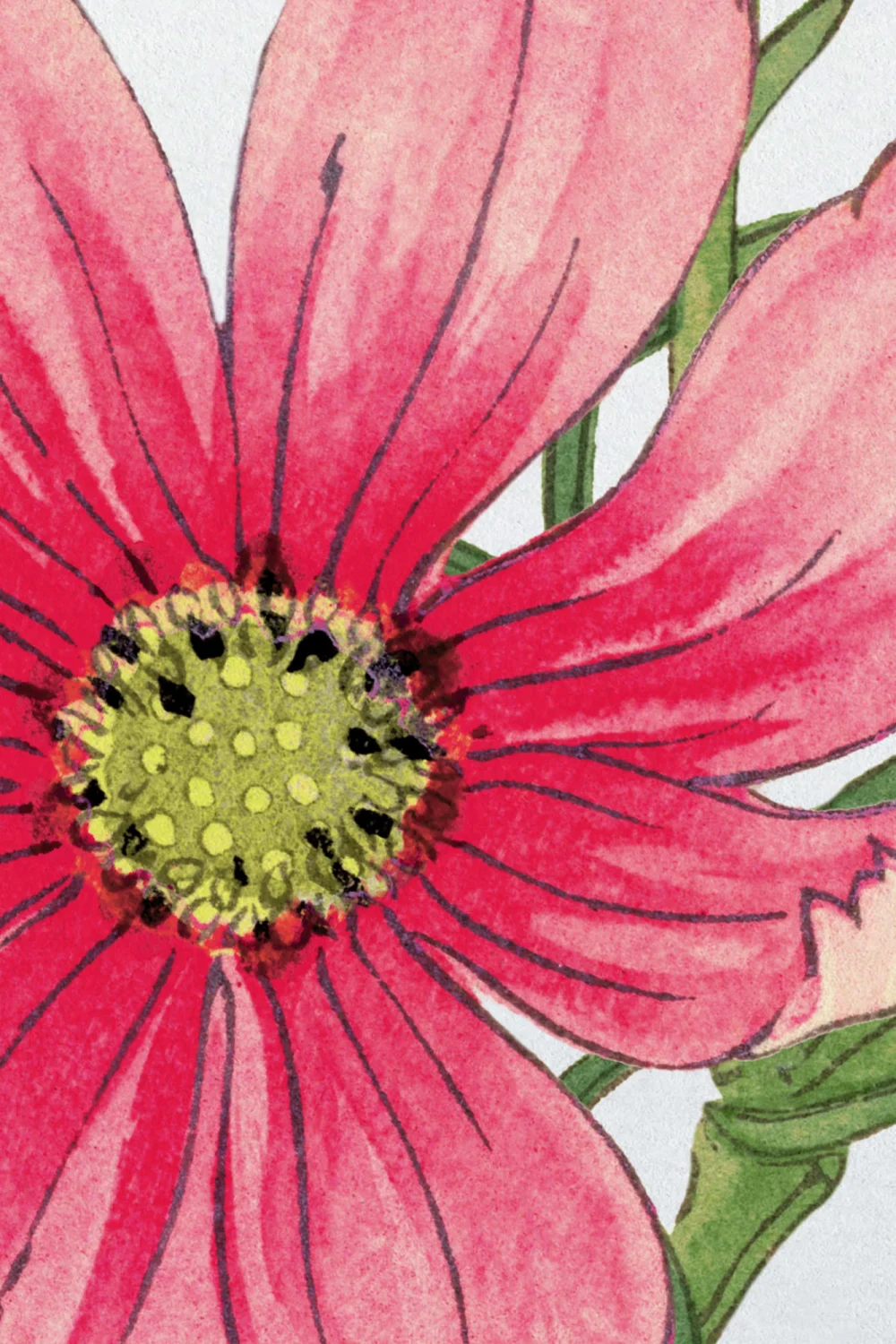Cosmos Japanese Watercolor Floral Mural