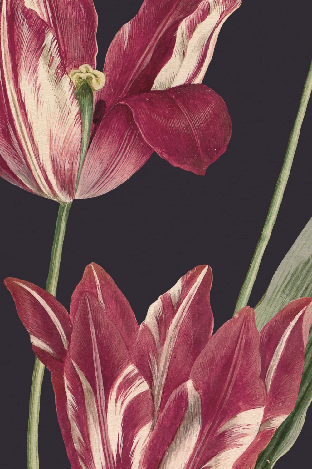 Dark Illustrated Wildflower Mural