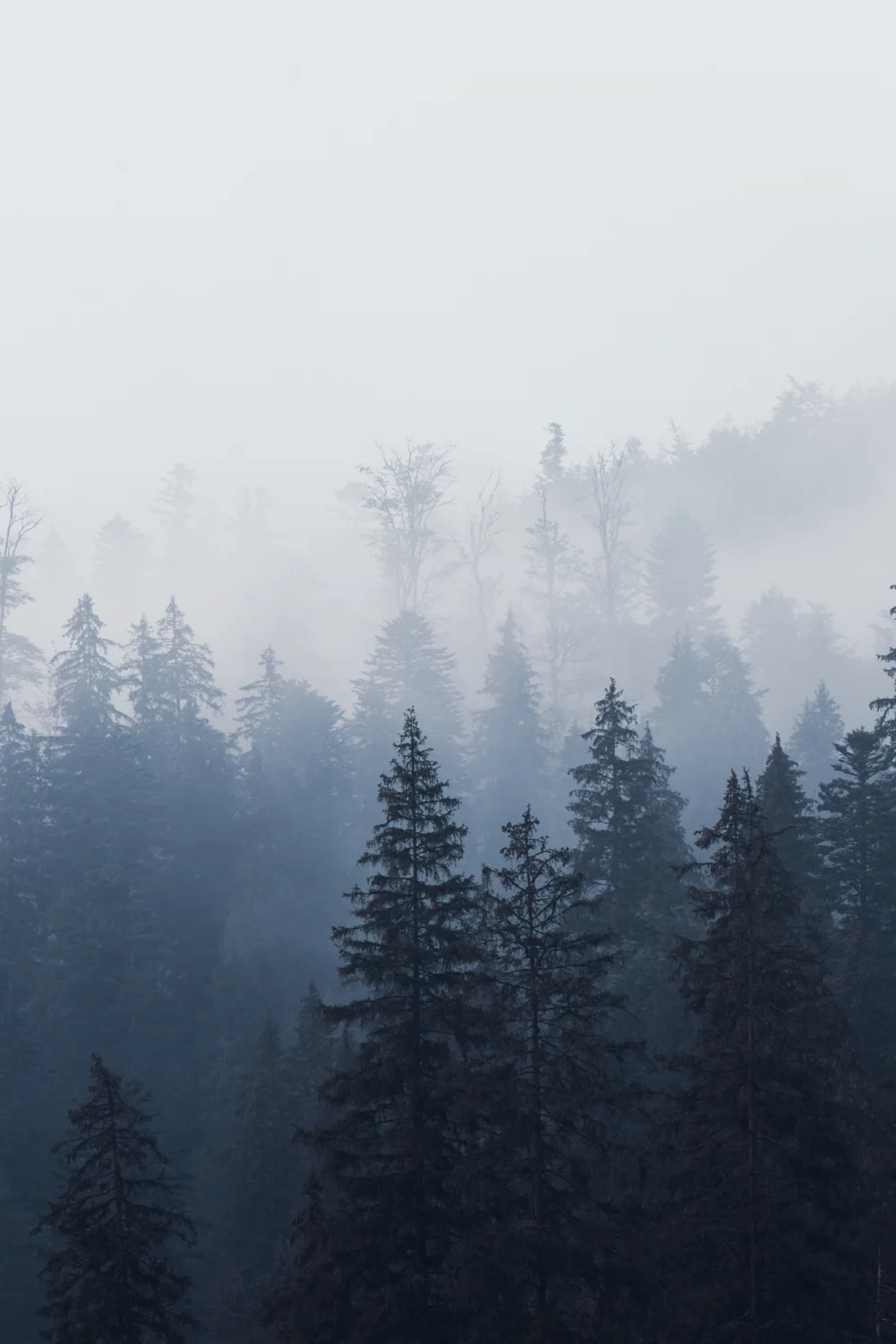 Misty Blue Ombre Forest Wallpaper Mural