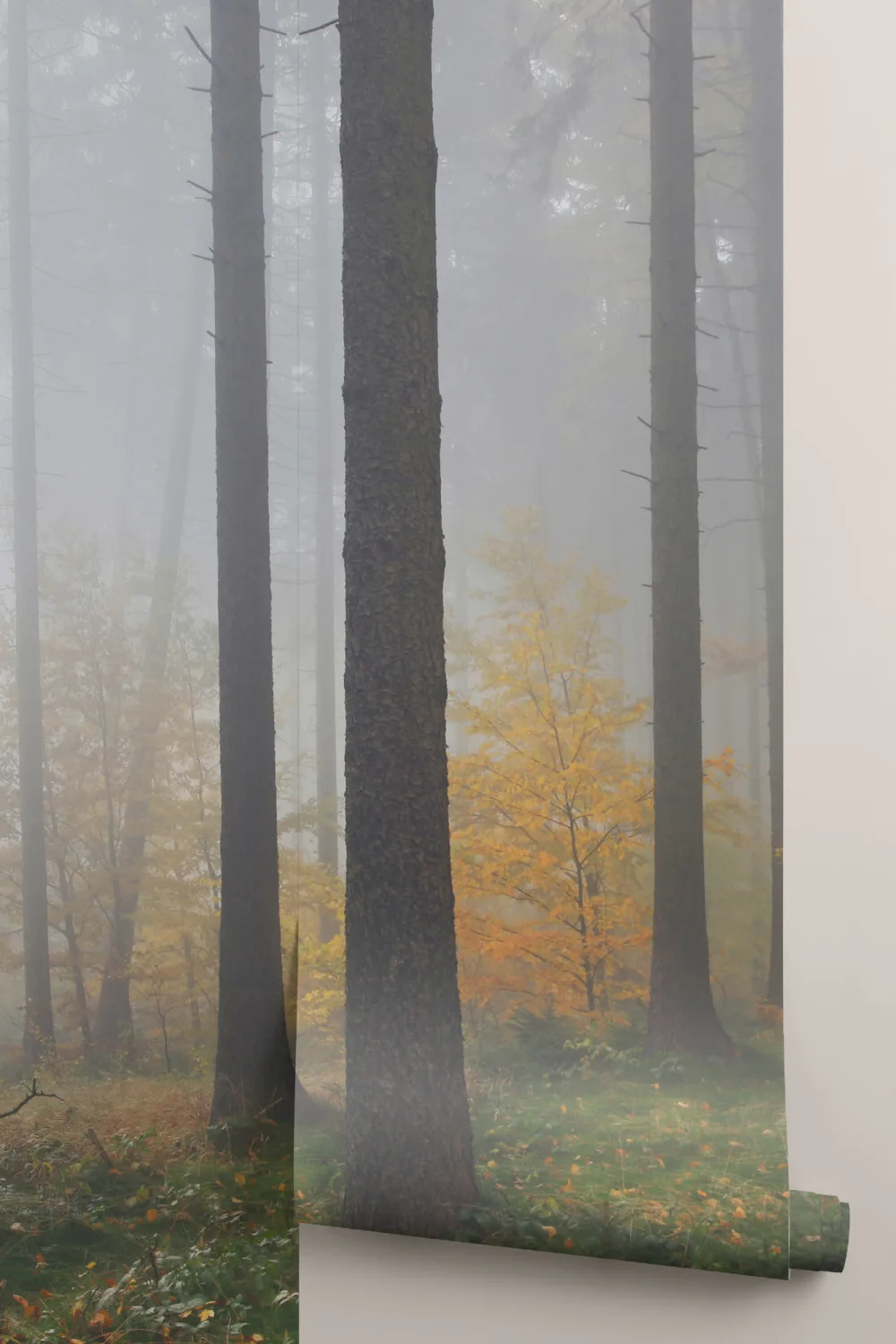 Herfst Mist Bos Behang Muurschildering