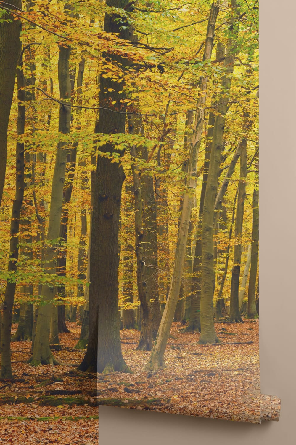 Autumn Pathway Tree Fototapet