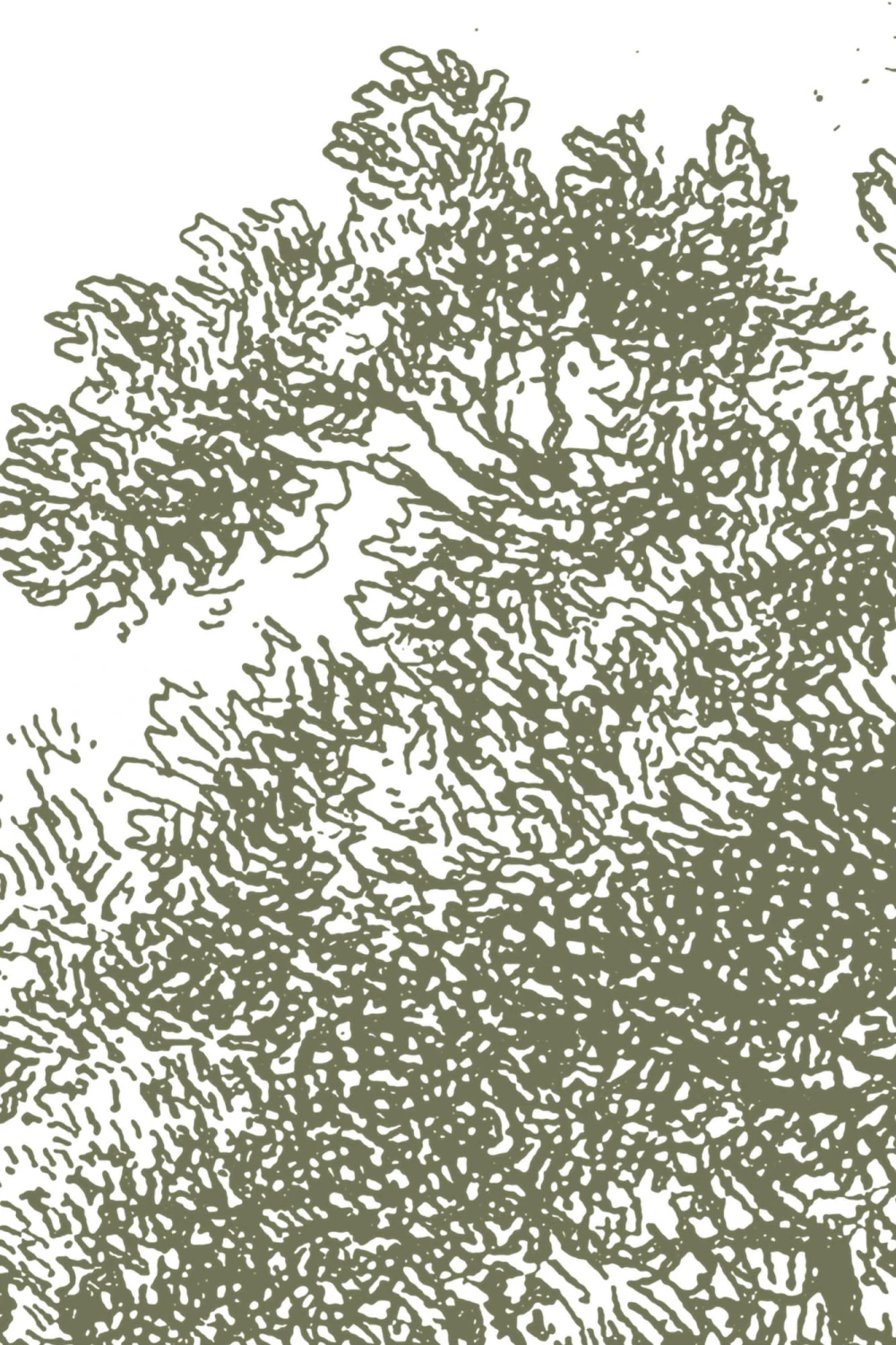 Carta da Parati con Acquaforte di Bosco Verde
