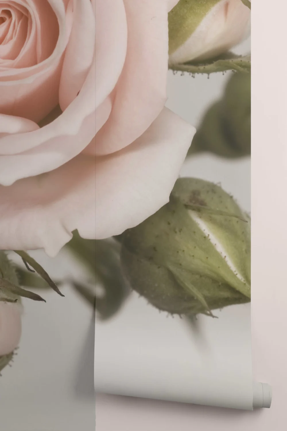 Elegant rosa kronblad rose fototapet