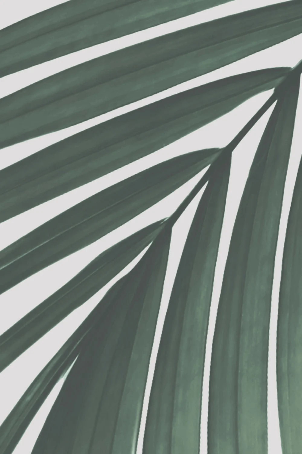 Mural de papel de parede de palmeiras tropicais