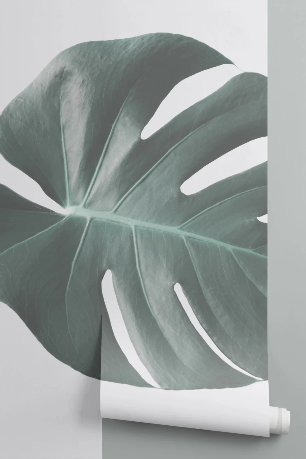 Fototapeta Monstera