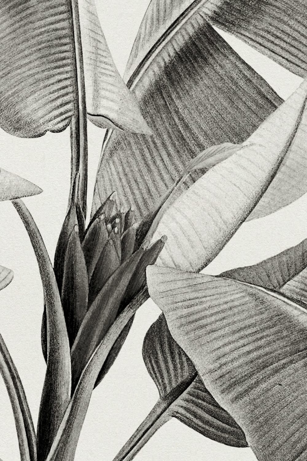 Grayscale Vintage Tropical Plants Wallpaper Mural