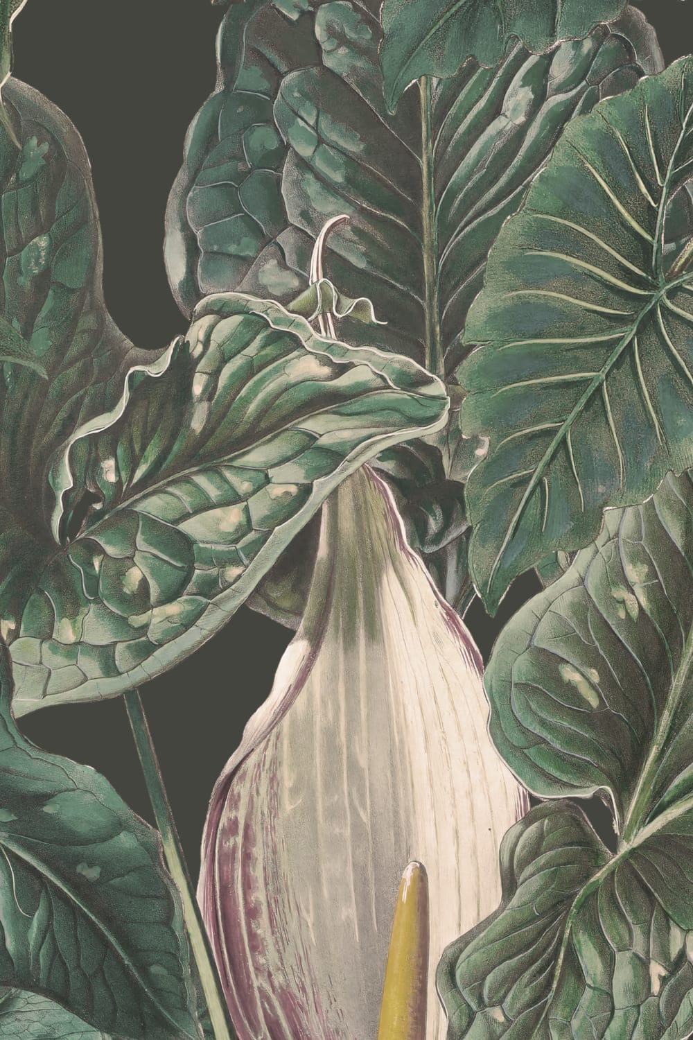 Papier peint panoramique vert tropical illustré Plantes à feuilles