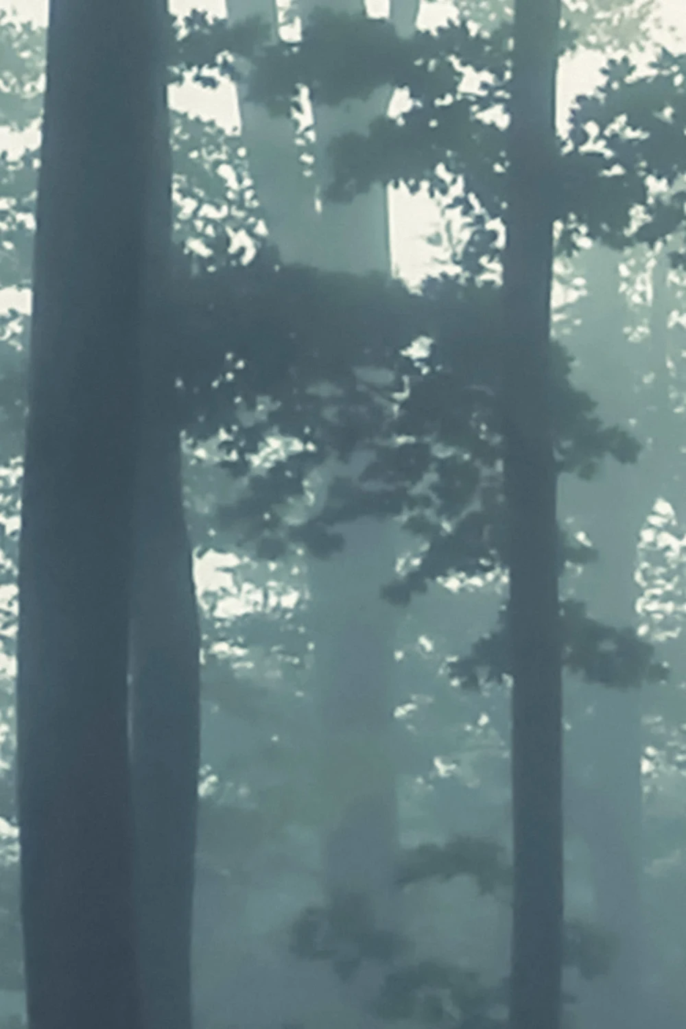 Sea of Trees Forest Wallpaper Mural