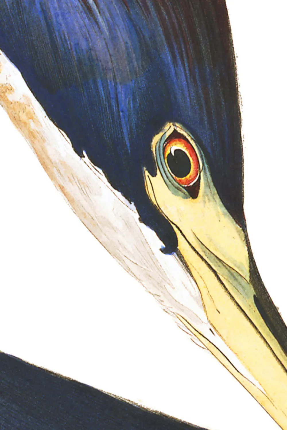 Fototapete Blauer Reiher