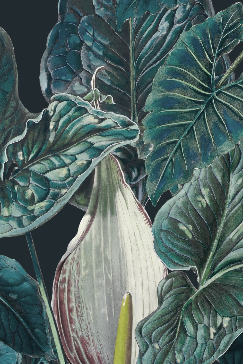 Întuneric Tropical ilustrat frunze plante murale