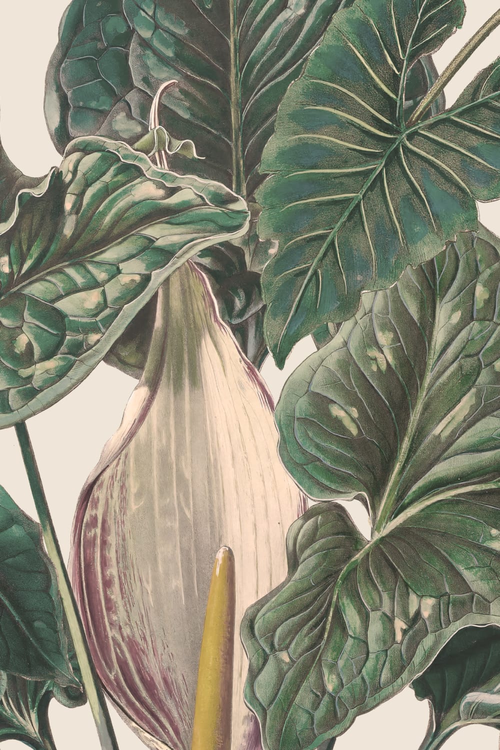 Classic Tropical Illustrated Leafy Plants Mural