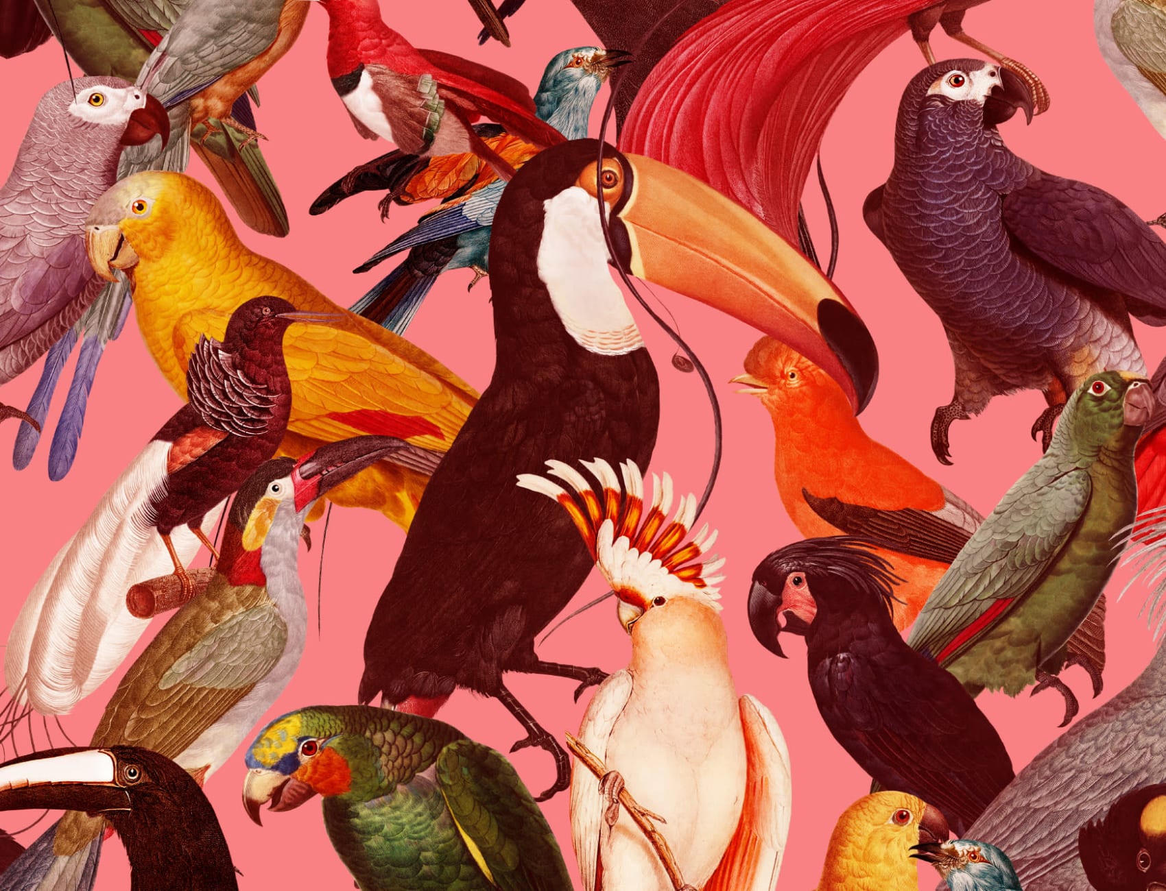 Colorful Tropical Bird Pattern Wallpaper Mural