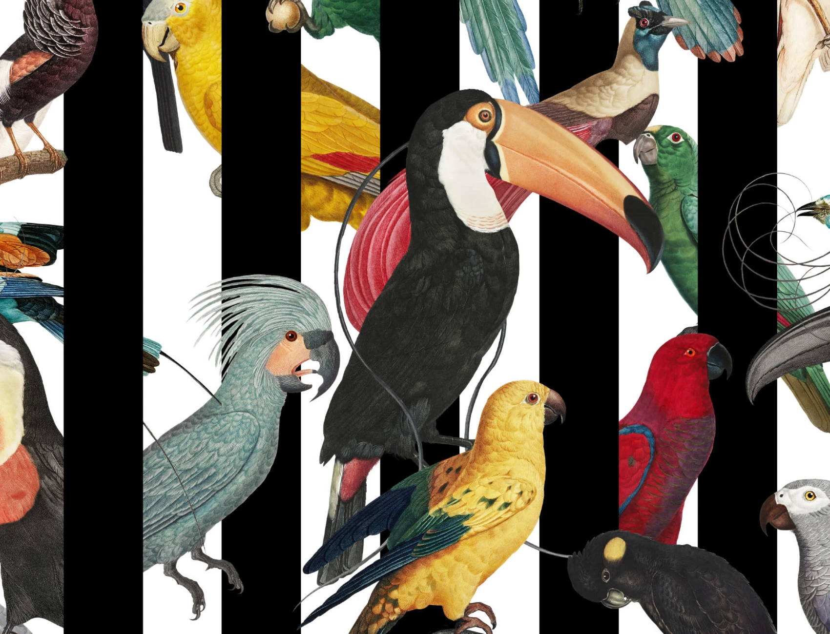 Colorful Tropical Birds & Stripes Pattern Wallpaper Mural