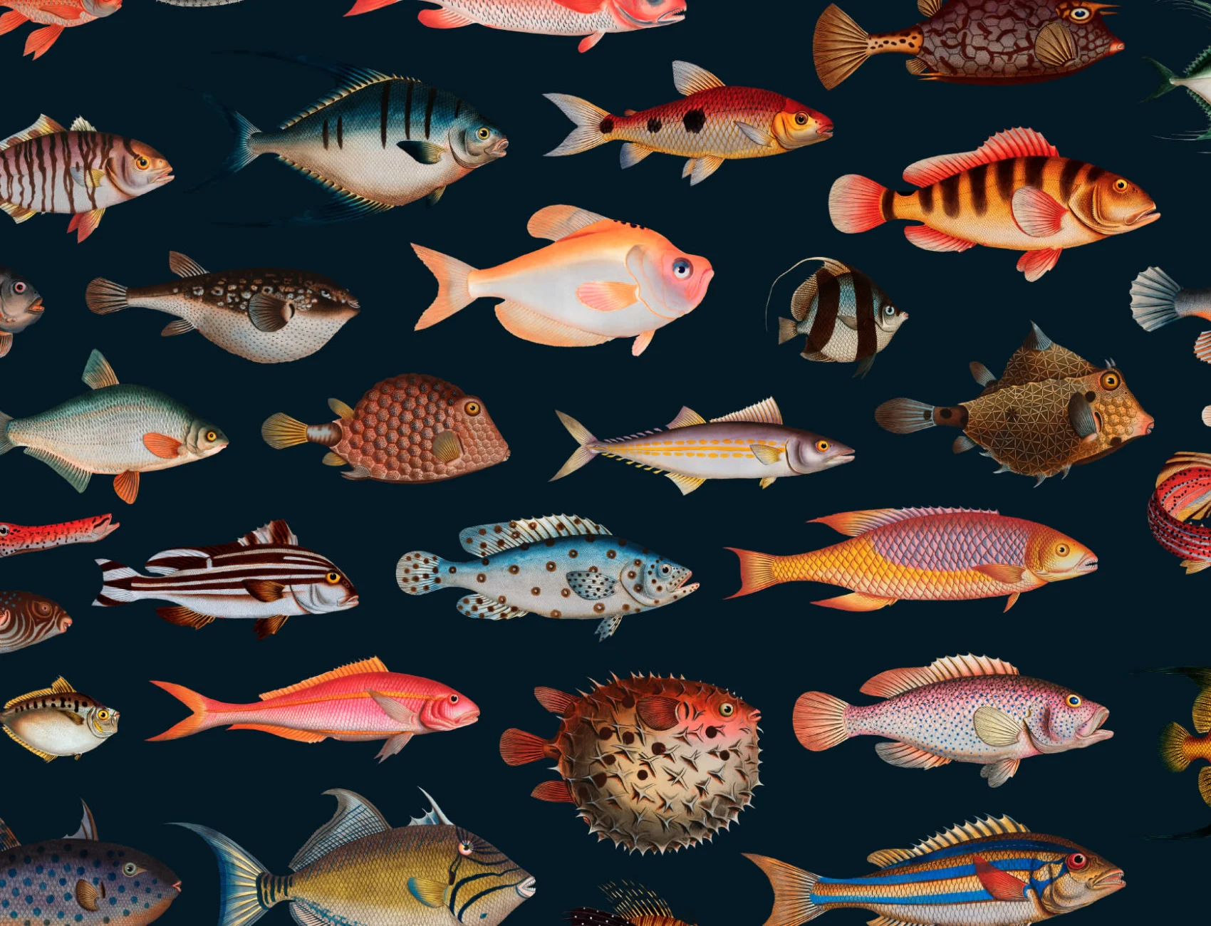 Colorful Fish Curiosities Pattern Wallpaper Mural