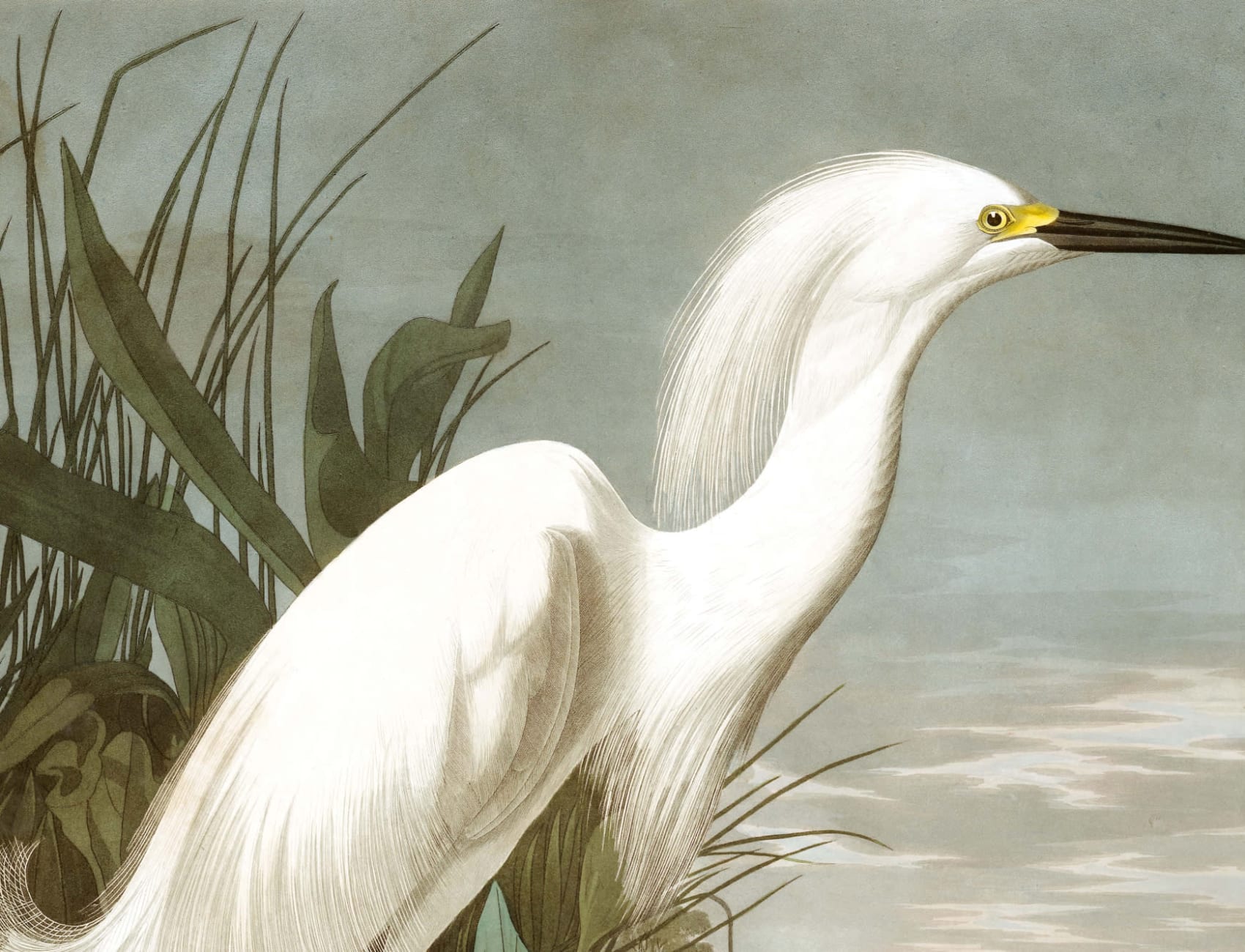 Snowy Heron Wallpaper Mural