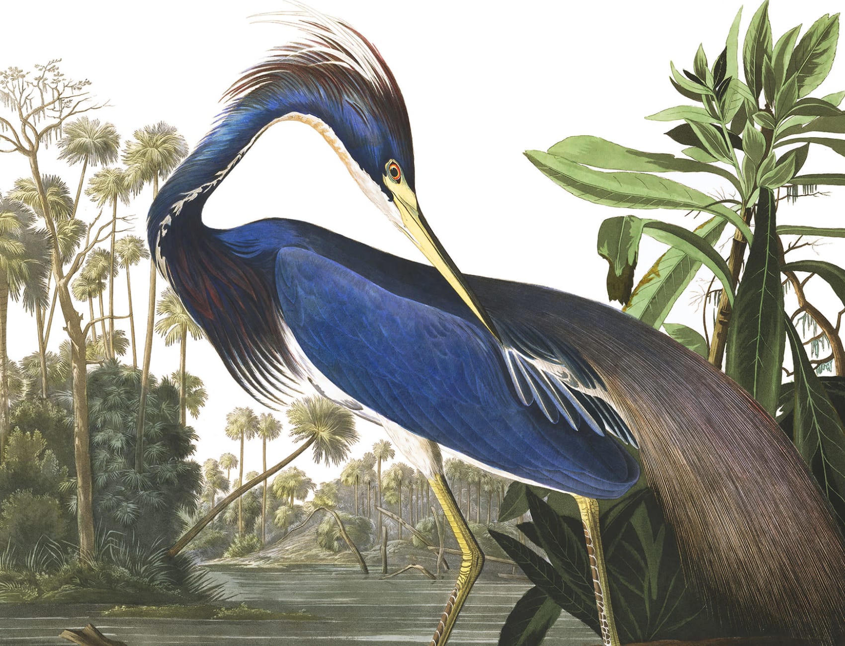Fototapete Blauer Reiher