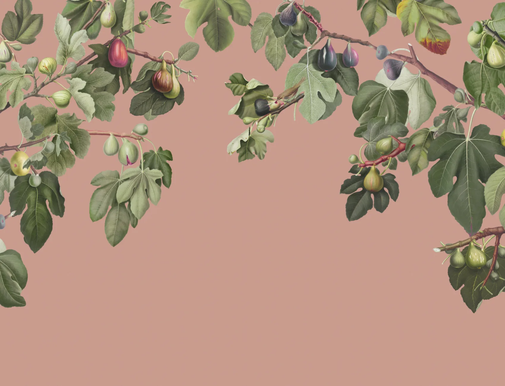 Vintage Fig Plant Botanical Illustration Wall Mural on Pink Background