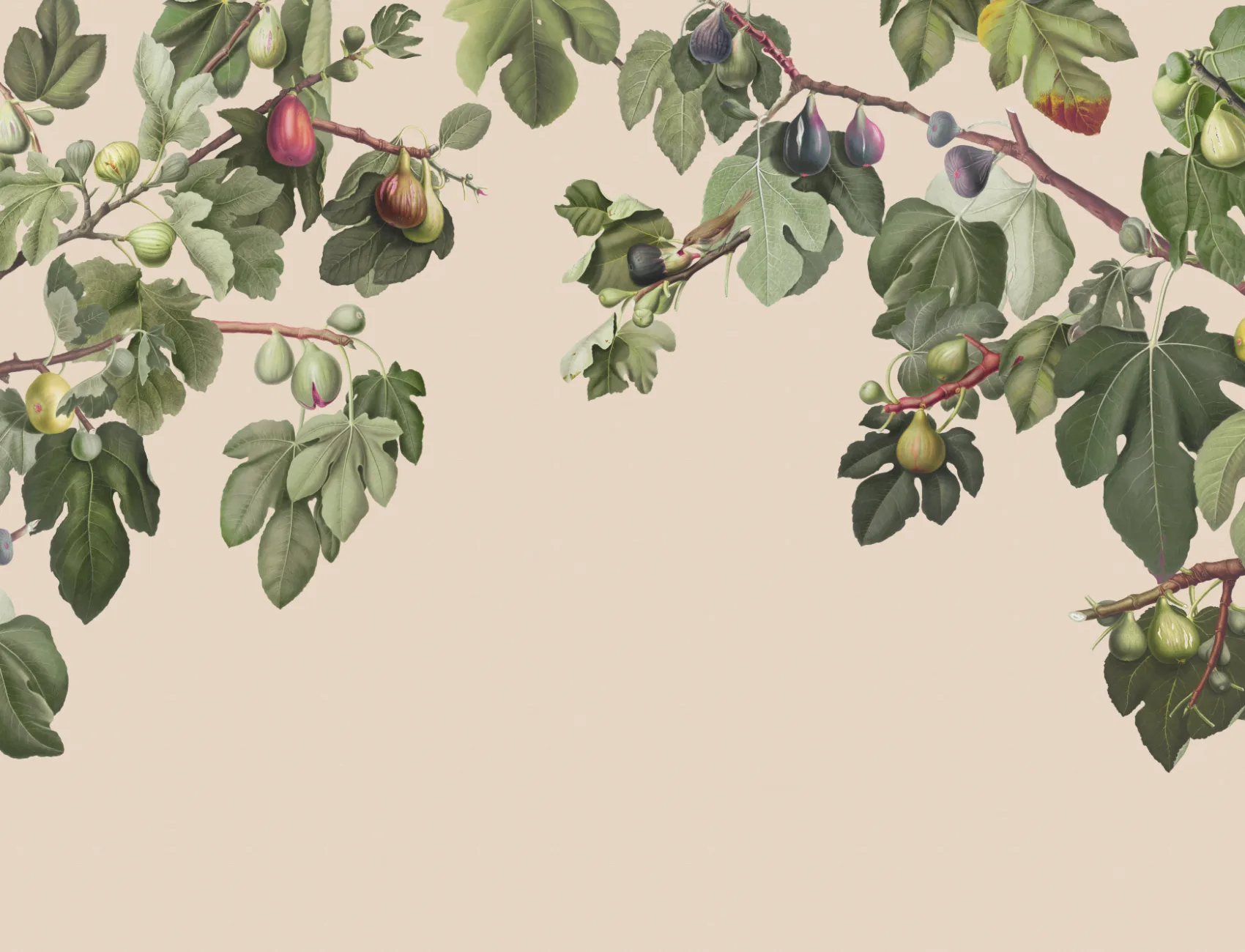 Vintage Fig Plant Botanical Illustration Wall Mural on Neutral Beige Background