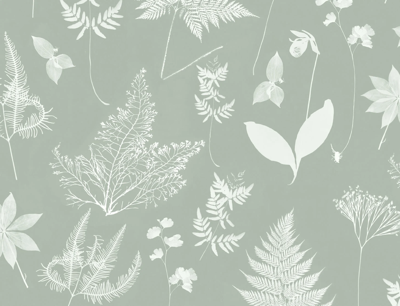 Green Botanical Plant Wallpaper