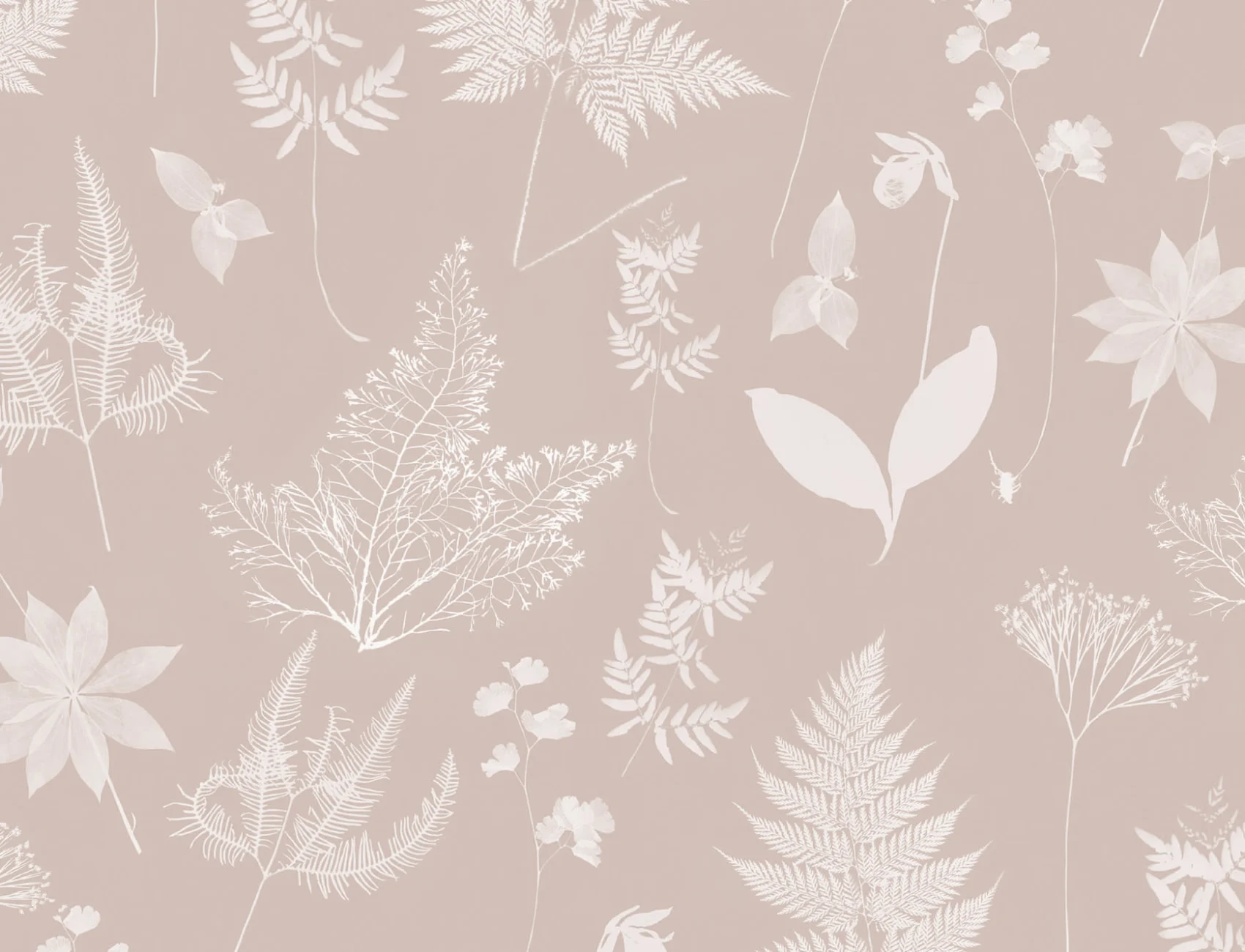 Pink Botanical Plant Wallpaper