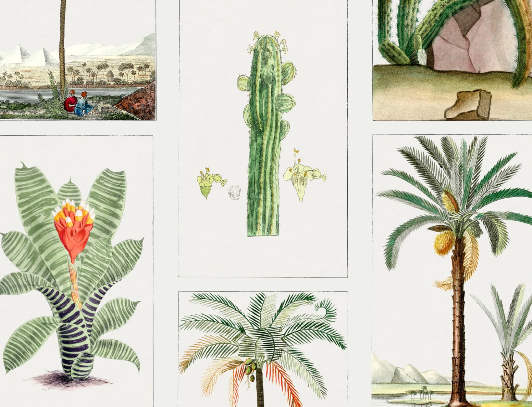 Botaniske planter Flisemønster Fototapet