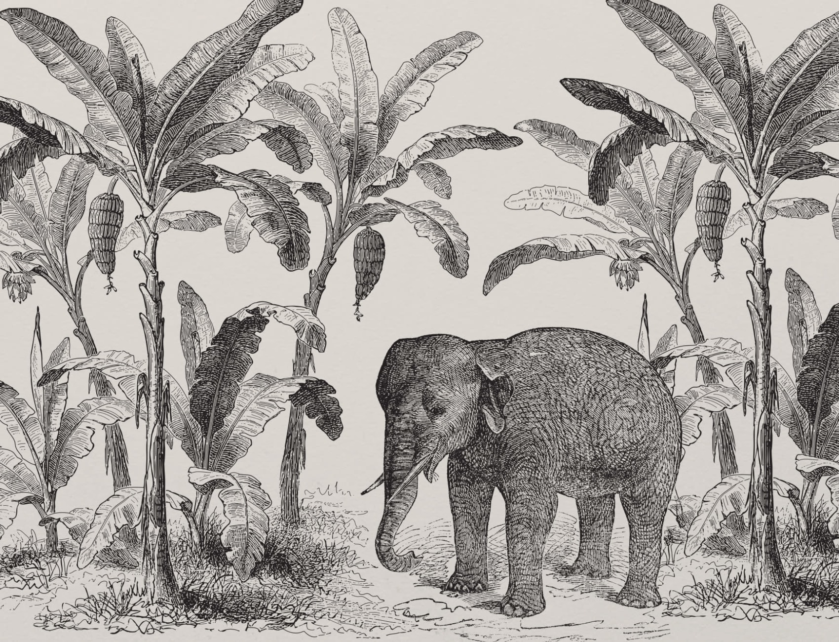 Loxodonta Vintage Explorer Wallpaper Mural