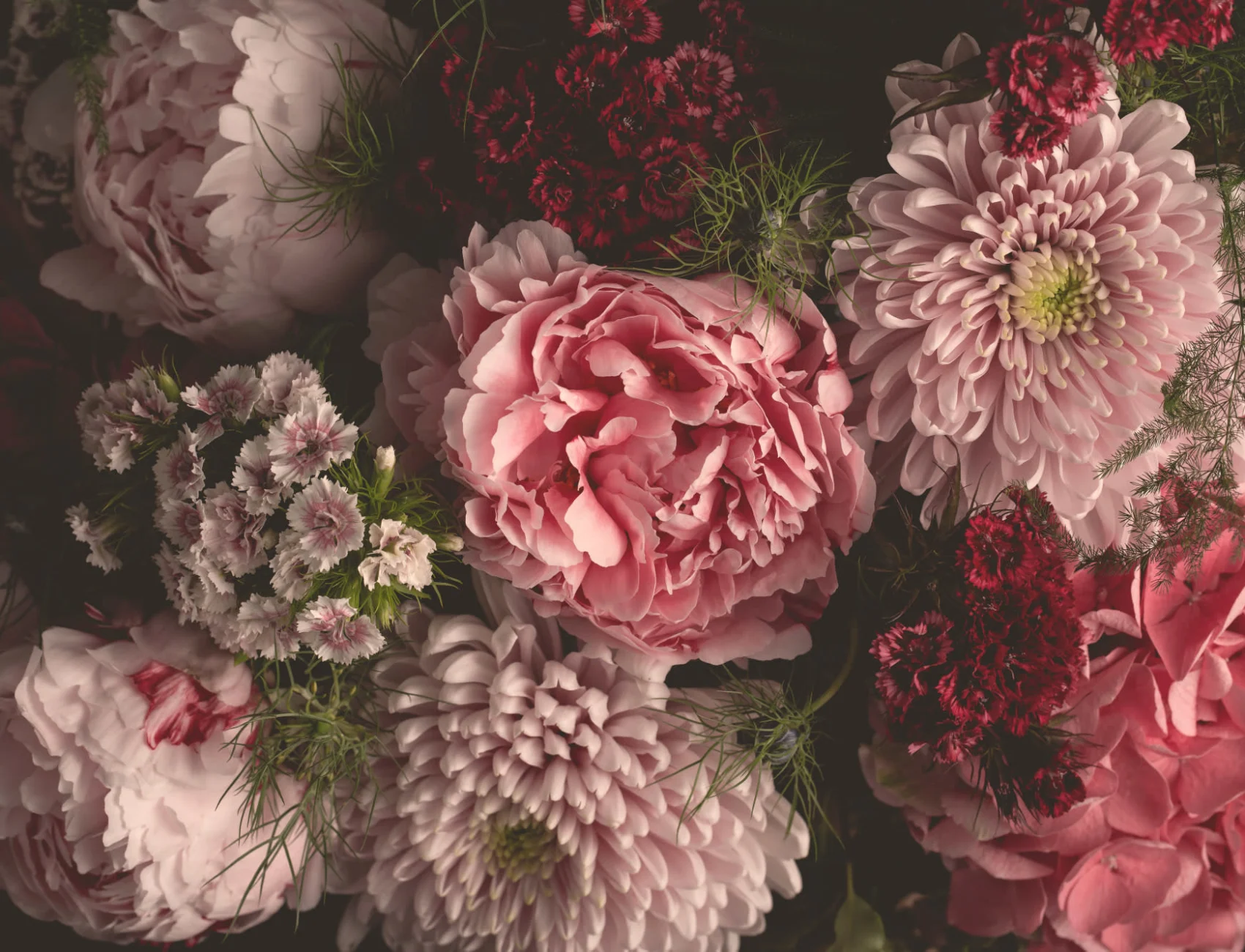 Roze Fotografisch Oversized Donker Stemmig Bloemen Behang Muurschildering