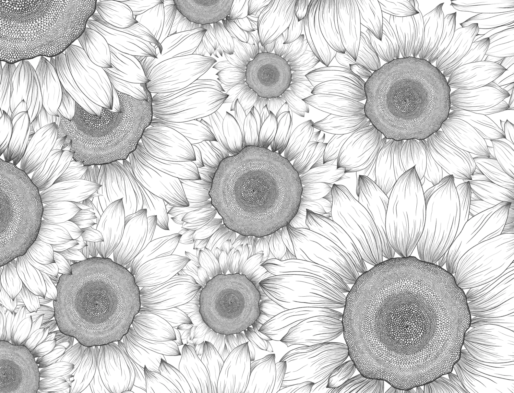 Black & White Illustrated Sunflower Floral Wallpaper Mural